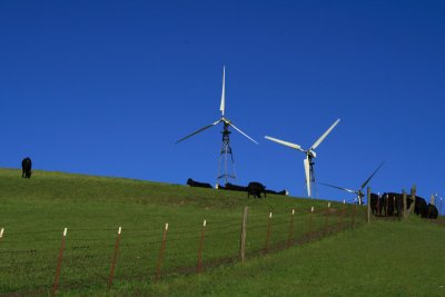 Grazing Cattle and Wind Turbines