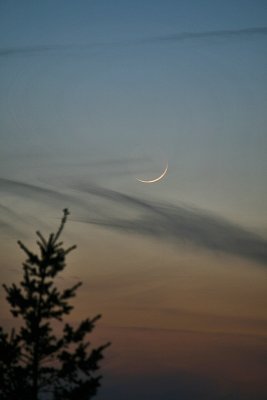 1 Day Old Moon and Fir Tree