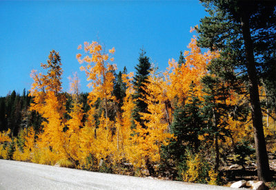 Fall Colors in Boy Scout Meadow, Sherman Pass, Southern Sierras