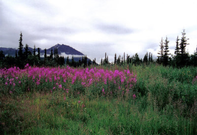 Flowers along Denali Hwy, Alaska