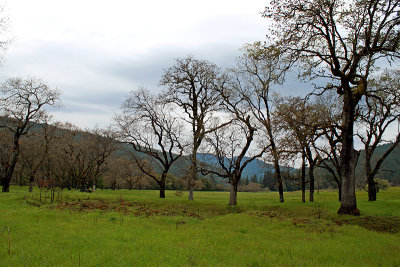 Oak Flat along Illinois River, Oregon