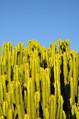 Cactus