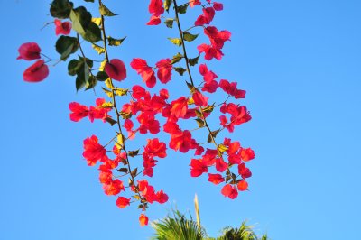 Red blossom