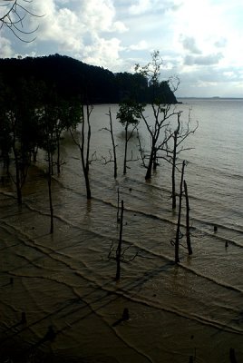 Mangrove Mid Tide