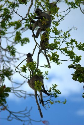 Gray Leaf Monkey