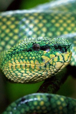 Wagler's Pit Viper