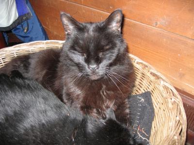 Teddy (1993-2005)