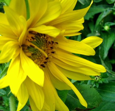 Sunflower Original