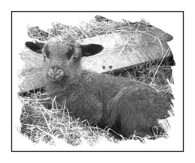 Lamb Version 3
