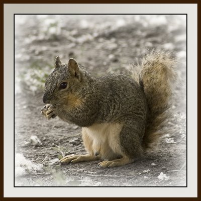 Squirrel Version 3
