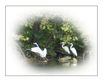 Migrating Egrets Version 2
