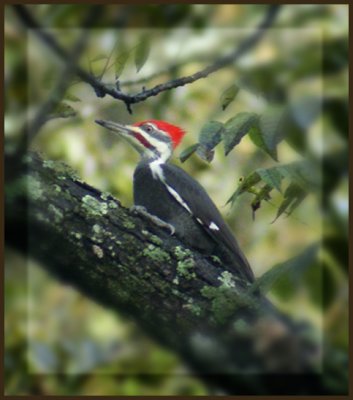 Pileated Woodpecker Version 1