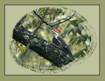 Pileated Woodpecker Version 2