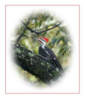 Pileated Woodpecker Version 3