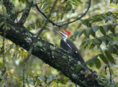 Pileated Woodpecker Original