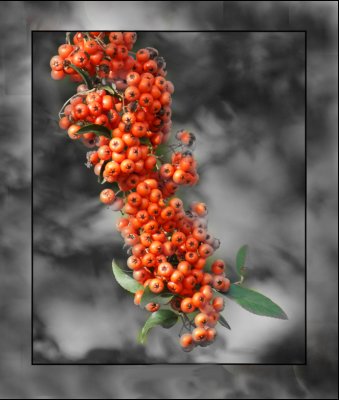 Pyracantha Berries Version 2