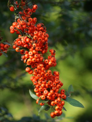 Pyracantha Berries Original