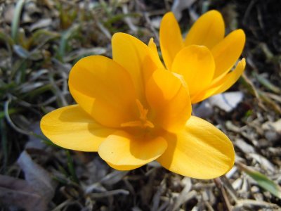 First Crocus Gallup Garden