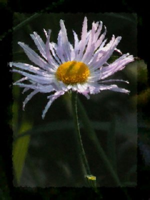 False Aster Version 4