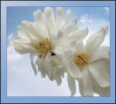 magnolia stalatis version 1