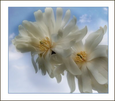 magnolia stalatis version 3