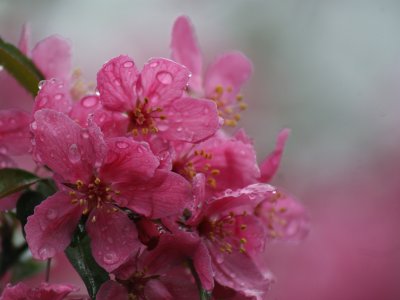 Crabapple Blossoms Original
