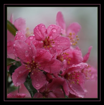 Crabapple Blossoms Version 1