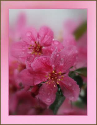 Crabapple Blossoms Version 2