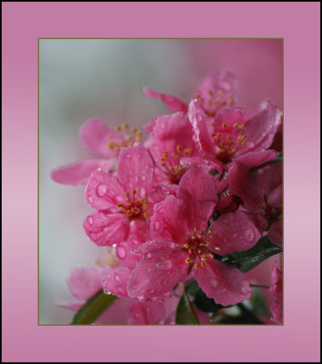 Crabapple Blossoms Version 3