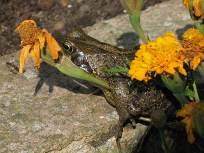 Frog in the flowers
