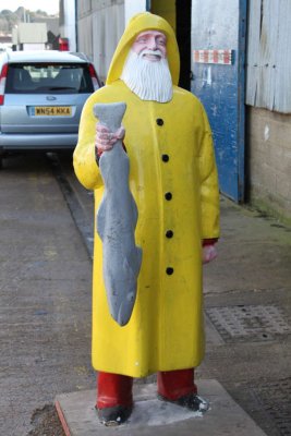 Yellow coat fish