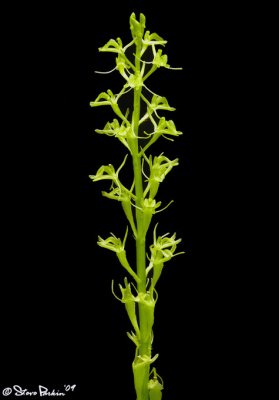 Loesel's Twayblade