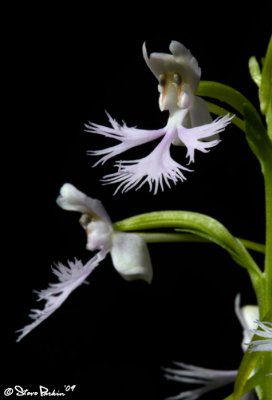 Platanthera X Keenanii Closeup