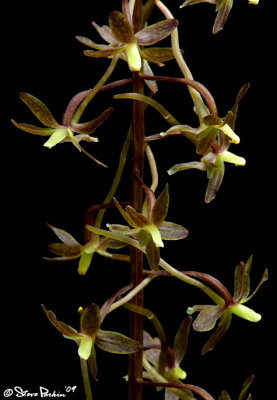 Crane Fly Orchis Closeup