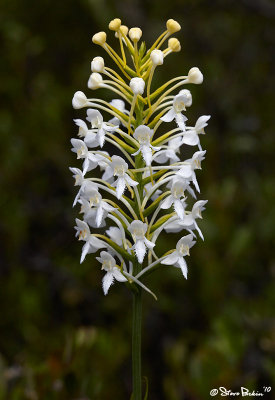 White Fringed Orchid