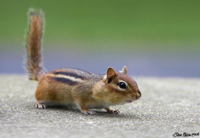 Gathering Chippy