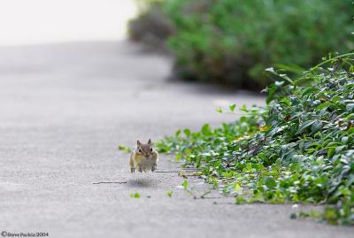 Bounding Chipmunk.jpg