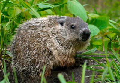Young Woodchuck On Edge of Hole