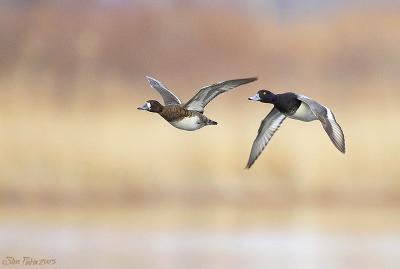 Scaup Couple in Flight