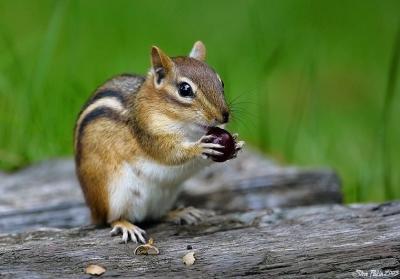 Chipmunk Enjoying a Treat.jpg