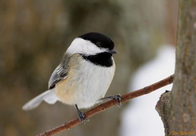 Chickadee