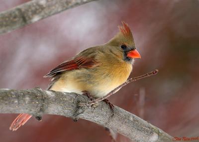 Female Cardinal