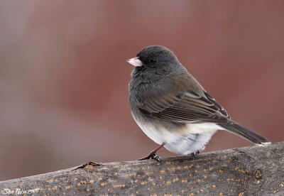 Junco