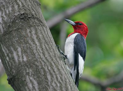 Inside the Canopy With a Red Headed Woodpecker