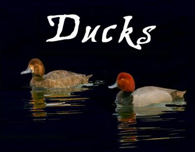 Duck Gallery Logo