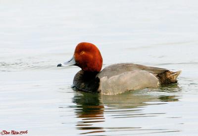 Redhead Duck.jpg