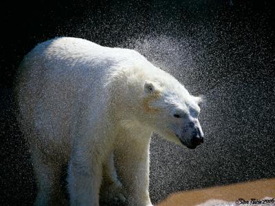 Polar Bear Shake