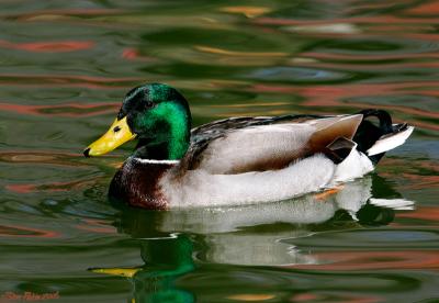 Mallard