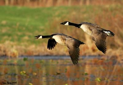 Goose Fly By