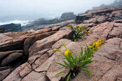 Acadia-1-upload.jpg
